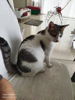 Kiki - Domestic Short Hair + Tuxedo Cat