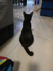 Hana - Calico + Domestic Short Hair Cat