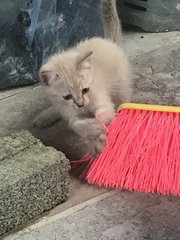 snowie playing with the broom