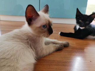 Oreo &amp; Grey  - Tuxedo + Domestic Short Hair Cat