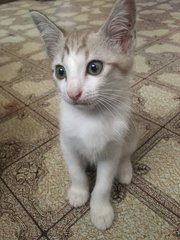 PF95351 - Domestic Short Hair Cat