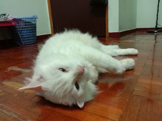 Fluffy - Ragdoll Cat