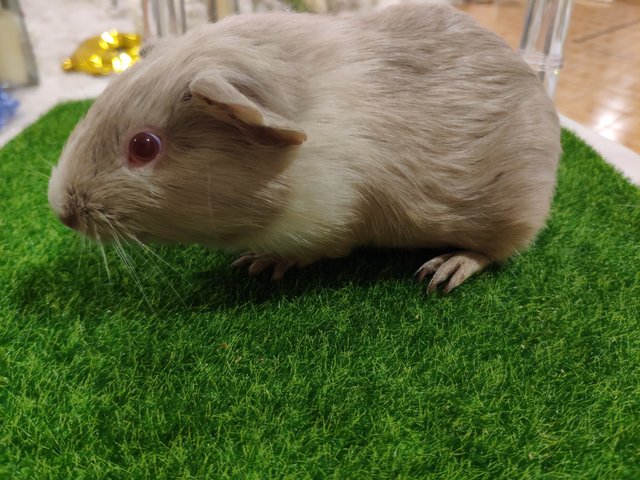 America Gp Siste - Guinea Pig Small & Furry