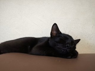 Black Widow - Domestic Short Hair Cat