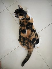 Calico