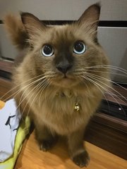 Princess Momo - Domestic Long Hair Cat