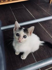 Marie - Domestic Short Hair Cat