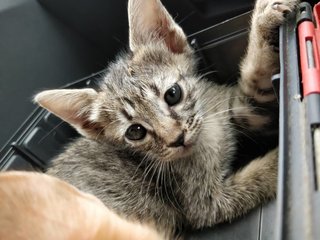Stray Kittens - Tabby Cat