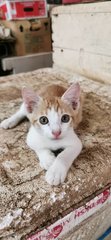 Flame - Domestic Short Hair Cat
