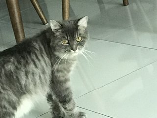 Ayuni - Persian Cat