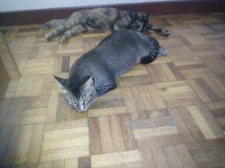 Pusi And Babu - Domestic Long Hair + Domestic Short Hair Cat