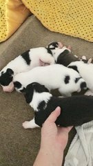 Gorgeous Puppies - Border Collie Mix Dog