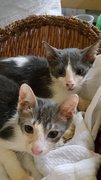 Arthur &amp; Aston (2nd Vaccine Done) - Domestic Medium Hair + Domestic Short Hair Cat