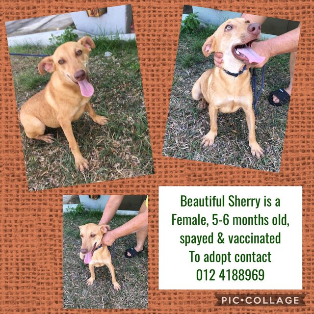 Sherry2 - Mixed Breed Dog