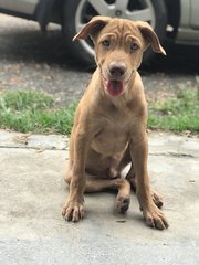 Doggo For Adoption  - Mixed Breed Dog
