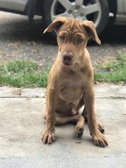 Doggo For Adoption  - Mixed Breed Dog