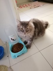 Buttons - Maine Coon Cat