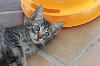PF95741 - Domestic Short Hair Cat