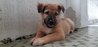 Boris - Mixed Breed Dog
