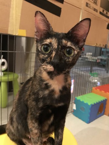 Swift - Domestic Short Hair + Tortoiseshell Cat