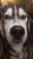 Bloo - Siberian Husky Dog