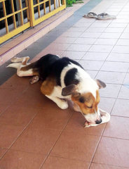 Happy - English Coonhound + Beagle Dog