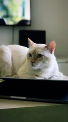 Leo - Silver Cat