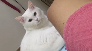 Cardi - Turkish Angora Cat