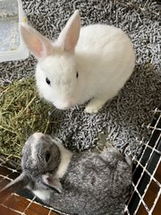 Leo is the Grey Colour Rabbit, while Prince is the White coloured one