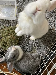 Prince - Dwarf Rabbit