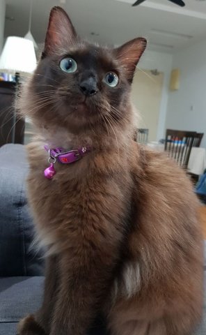 Jacky - Burmese + Domestic Medium Hair Cat