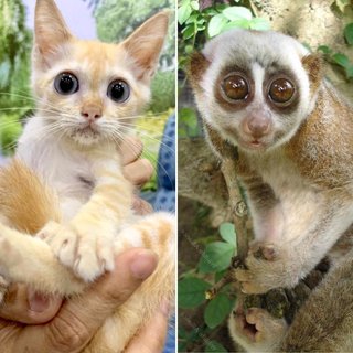Butter may or may not be related to a slow loris with those eyes!