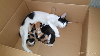 Mama cat and 4 babies