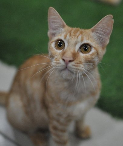 Red &amp; Spot - Domestic Short Hair Cat