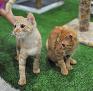 Red (left) and Spot (right)