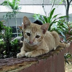 Kiko - Domestic Short Hair Cat