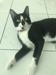 Rajah - Domestic Short Hair Cat