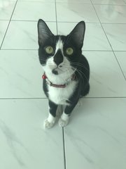 Rajah - Domestic Short Hair Cat