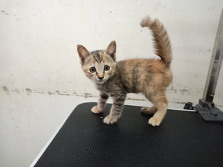 Tinkerbell  - Domestic Short Hair Cat
