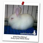 Kiki - New Zealand Rabbit