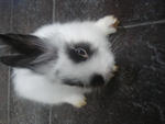 A9 - Angora Rabbit Rabbit