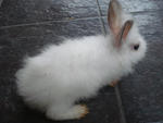 A11 - Angora Rabbit Rabbit