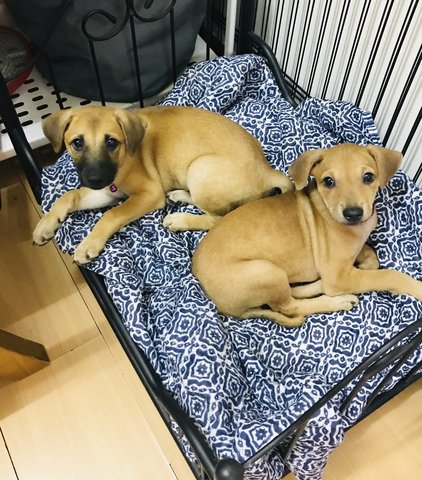 Luna &amp; Lucy (Puppies To Love!) - Mixed Breed Dog