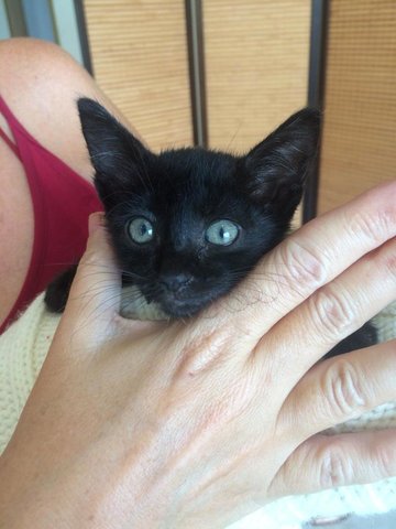 Black Kittens For Adoption - Domestic Short Hair Cat
