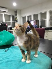 Pico - Domestic Short Hair Cat