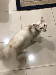 Princess - Persian + Domestic Medium Hair Cat