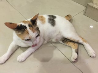 Mica - Domestic Short Hair Cat