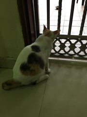 Mica - Domestic Short Hair Cat