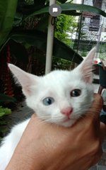 Kai  - Domestic Short Hair Cat