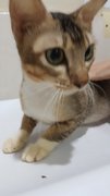 Opera(Vaccinated And Neutered) - Domestic Short Hair Cat
